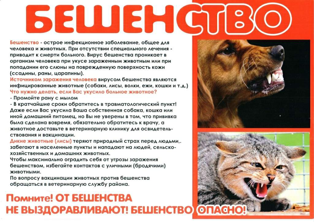 Бешенство